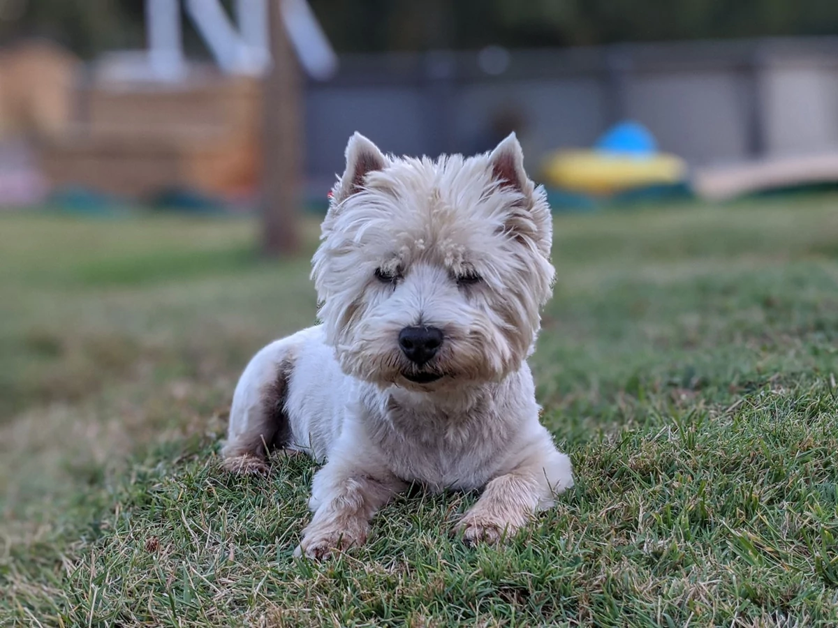 portrait chien google pixel 4a © Gabriel Manceau