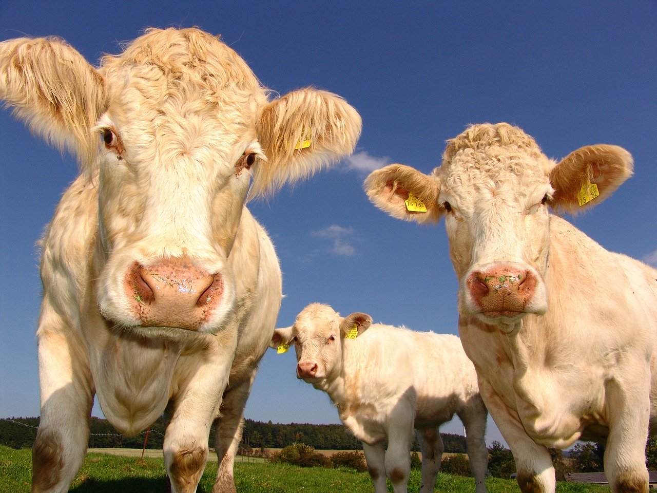 Au Royaume-Uni, du biométhane à base de fumier de vache dans le réseau de gaz naturel