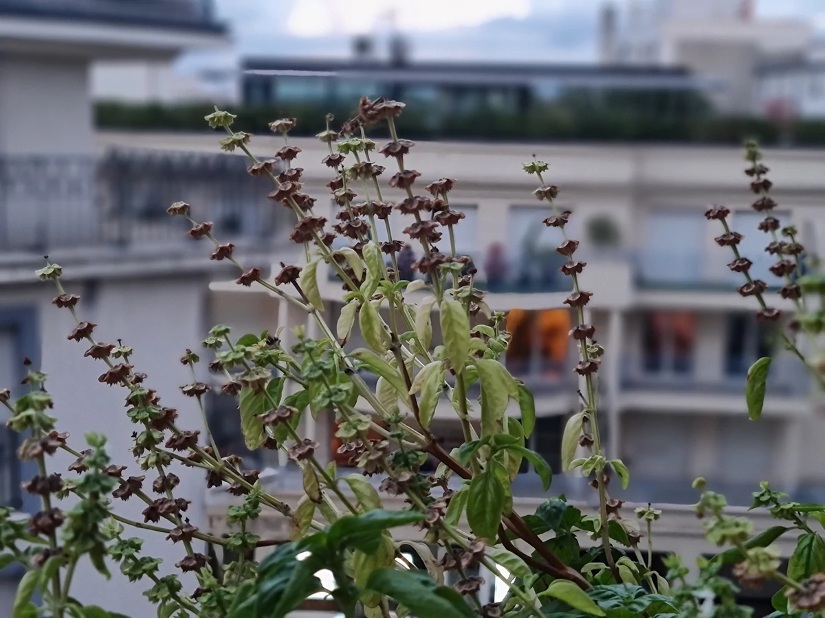 Note 20 Ultra 5G - bokeh plante