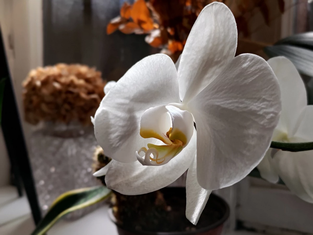 Asus ZenFone 7 Pro test © © Pierre Crochart pour Clubic