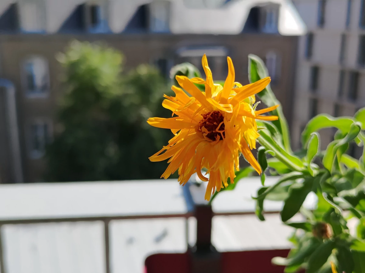 Asus ZenFone 7 Pro test © © Pierre Crochart pour Clubic
