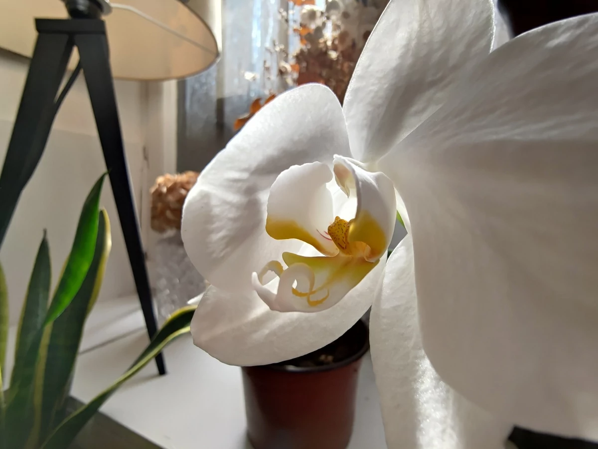 Asus ZenFone 7 Pro test © © Pierre Crochart pour Clubic