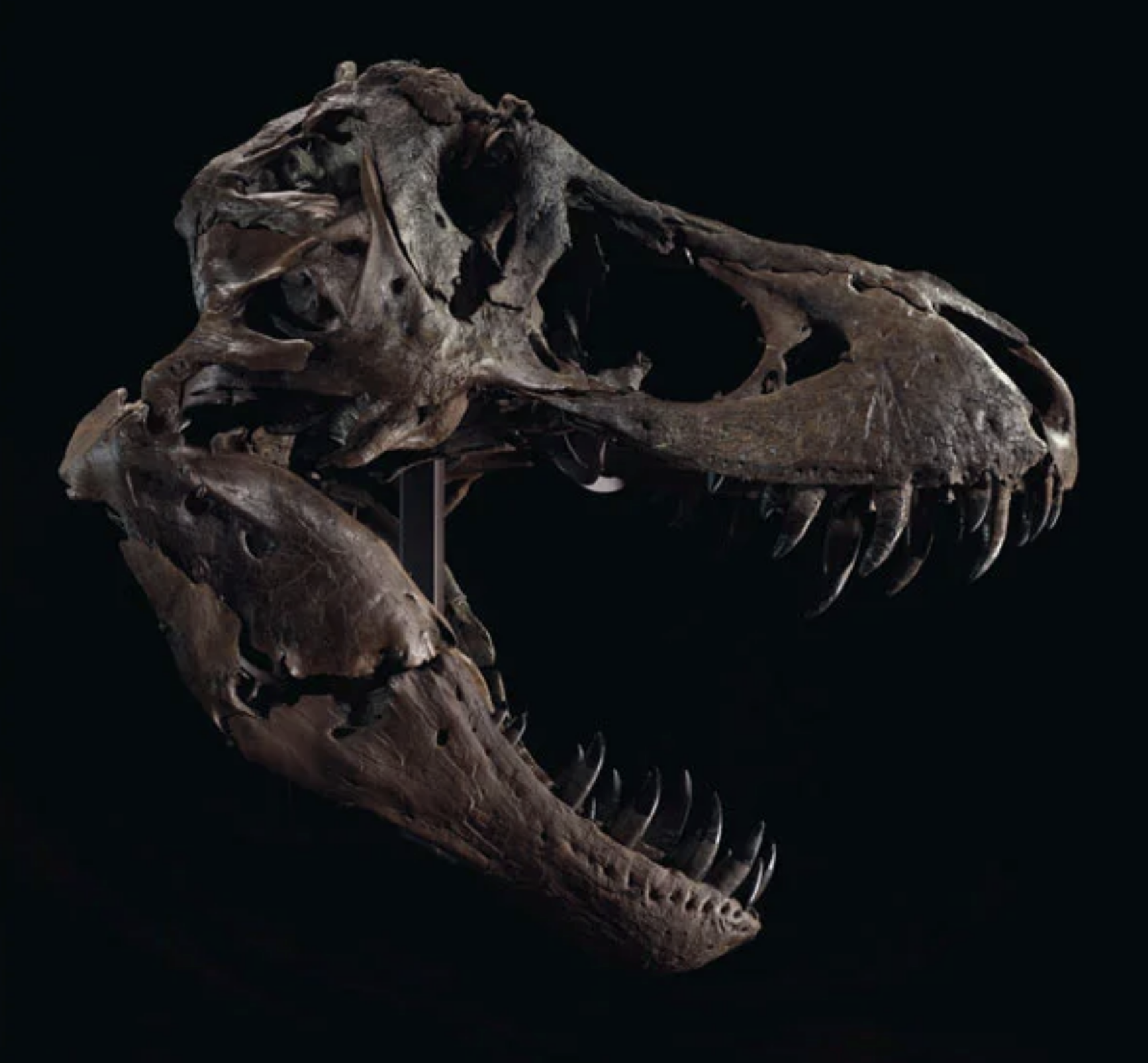 Des enchères pour le squelette complet d'un T-Rex vont avoir lieu à New York