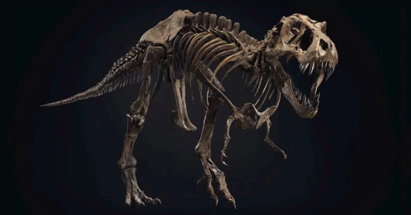 T-Rex / enchères © Christie's