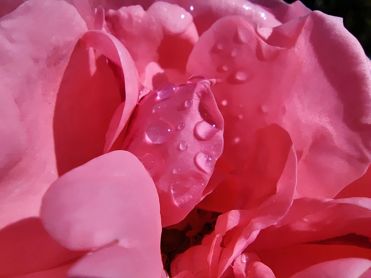 macro 1 OnePlus 8T