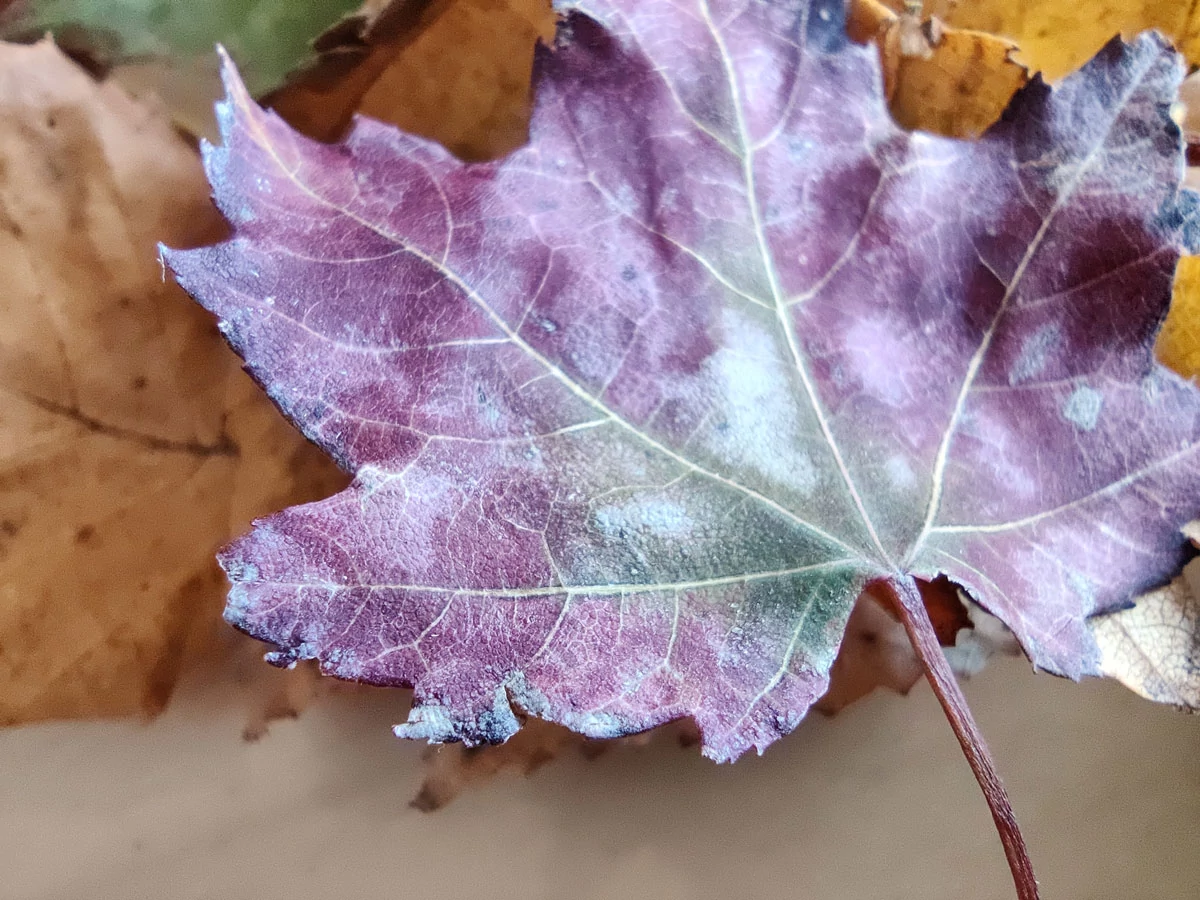 macro 2 OnePlus 8T