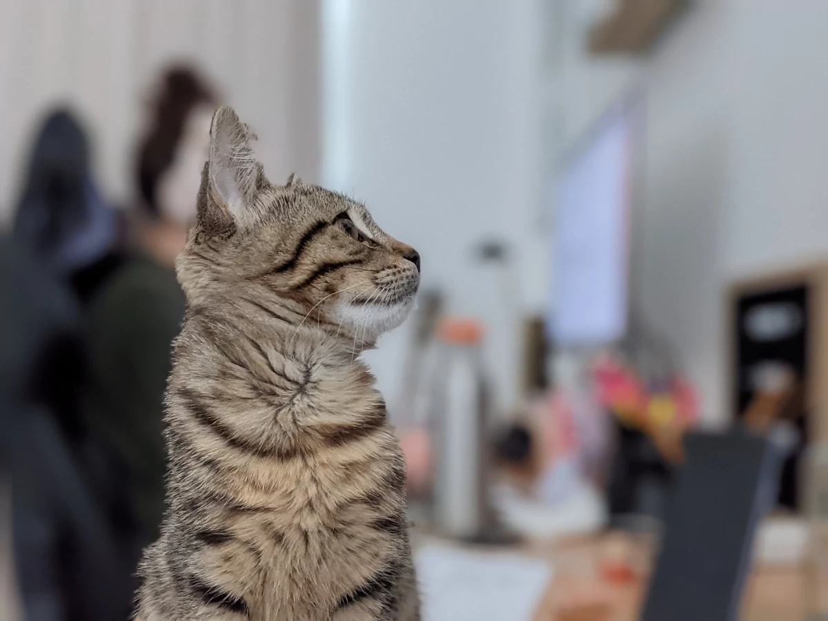 Test Google Pixel 5 Un Divin Photographe Double D Un Smartphone Tres Endurant Test Google Pixel 5 Un Divin Photographe Double D Un Smartphone Tres Endurant