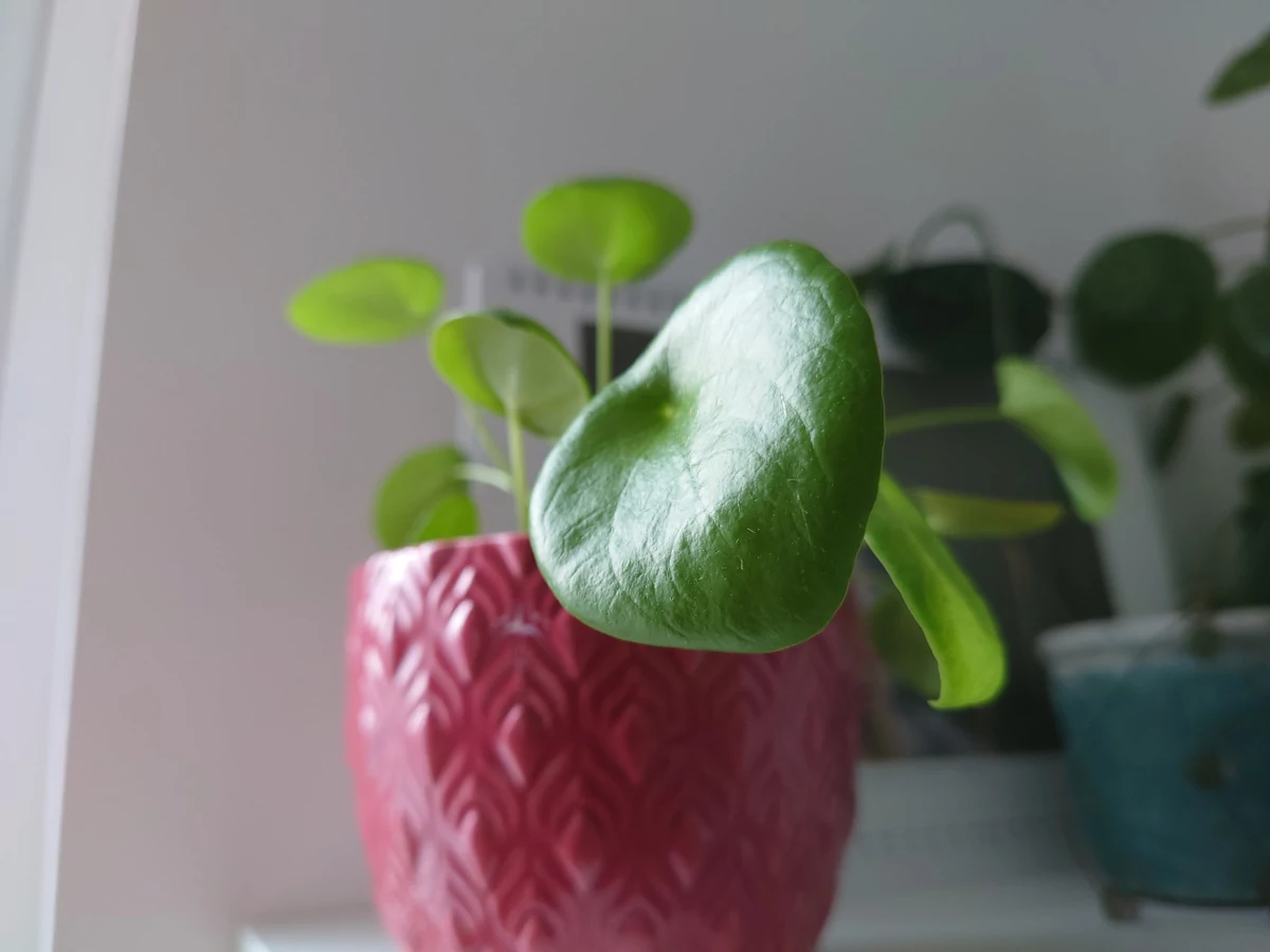 Sony Xperia 5 II test © © Pierre Crochart pour Clubic