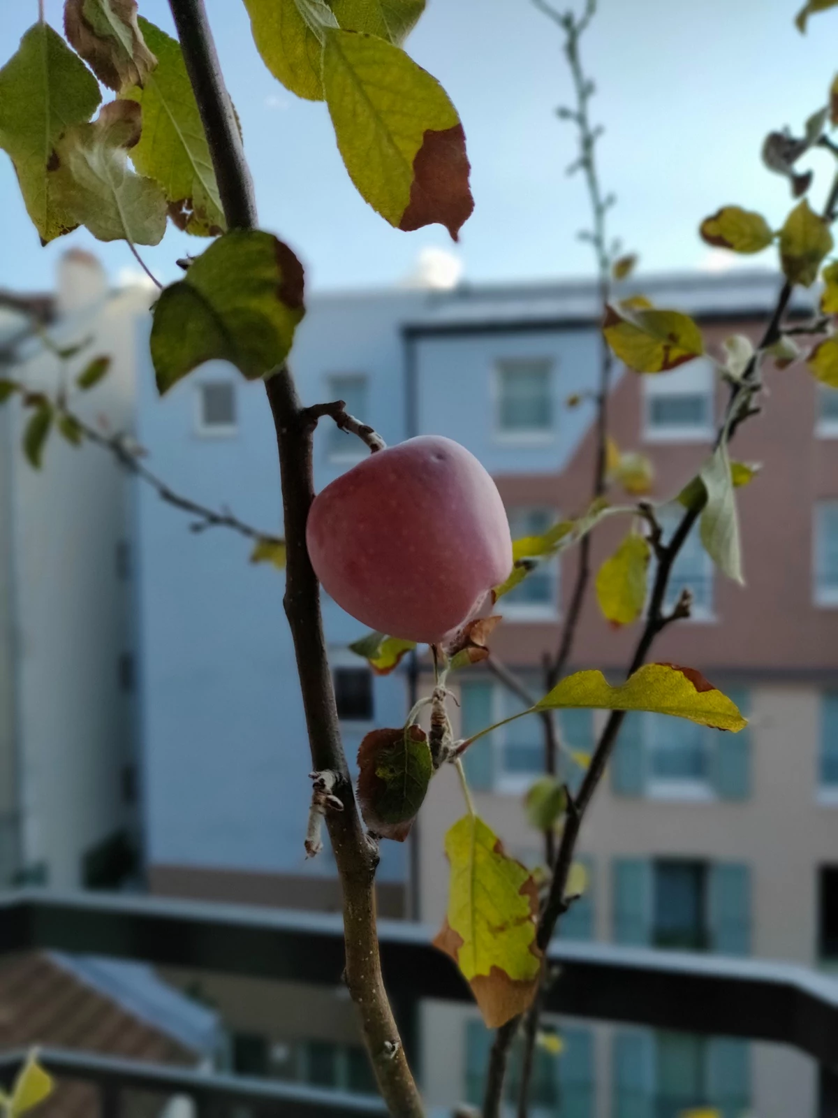 realme 7 Pro - mode portrait 2 © Clubic - Marc Mitrani
