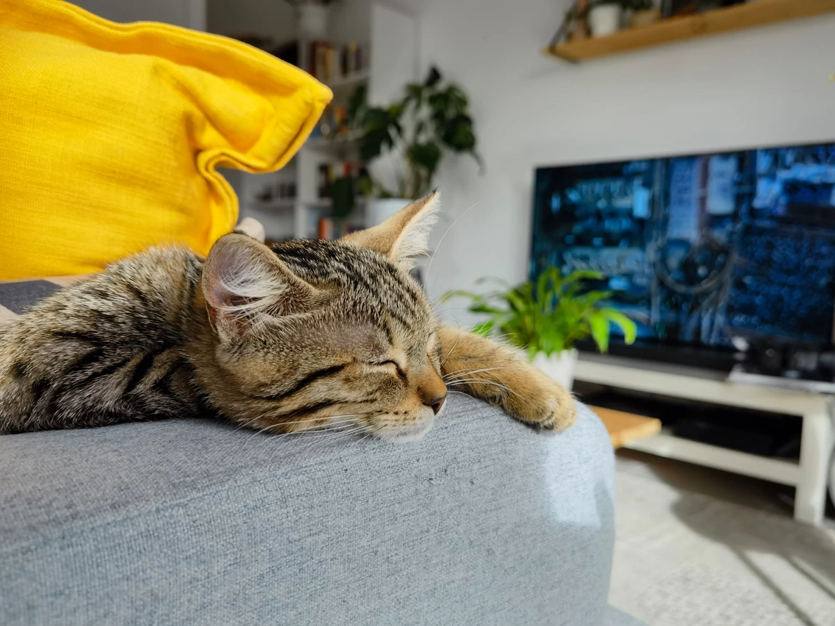 Huawei Mate 40 Pro portrait © © Pierre Crochart pour Clubic
