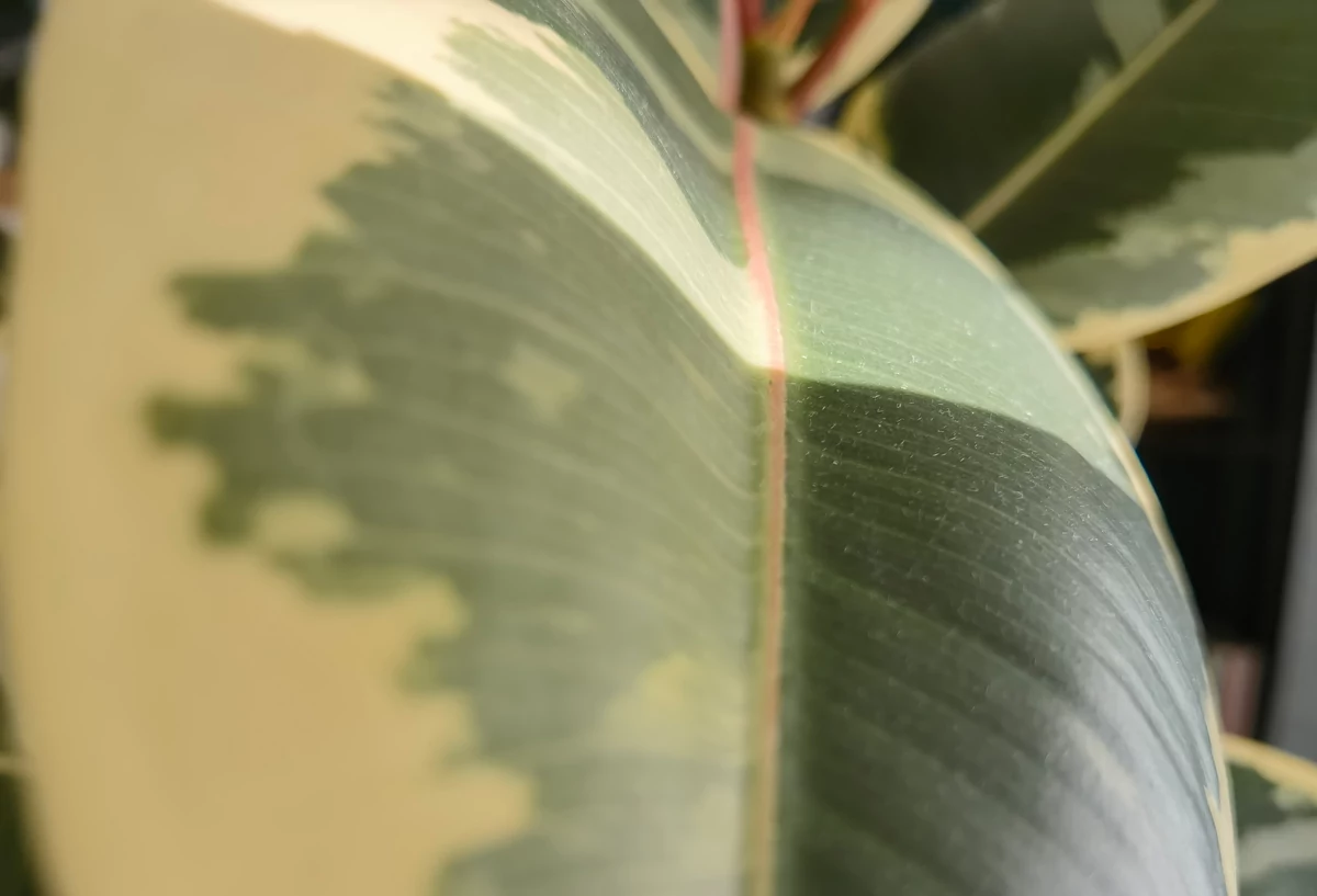 Huawei Mate 40 Pro macro © © Pierre Crochart pour Clubic