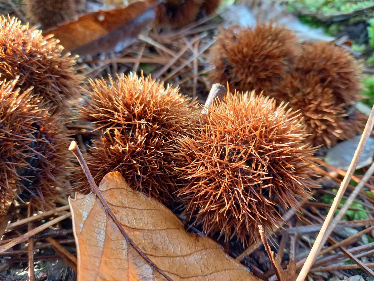 Samsung Galaxy A41 Photo Macro 1