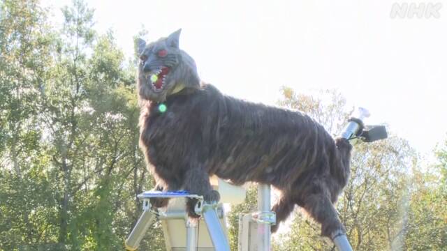 Des robots loups pour effrayer des ours bien réels, ça fonctionne !