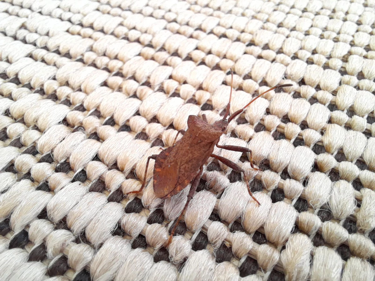 Photo Macro Samsung Galaxy A21s