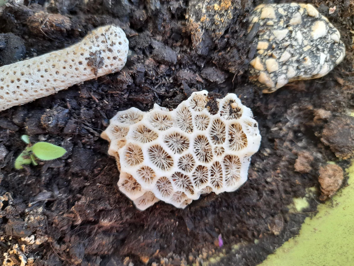 Mode Macro Samsung Galaxy A21s