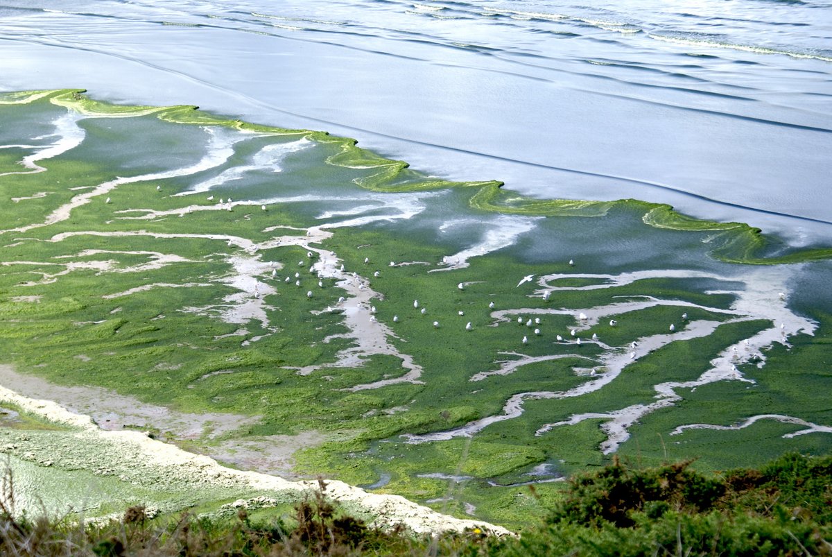 Des chercheurs du CNRS ont de grands projets pour les algues vertes