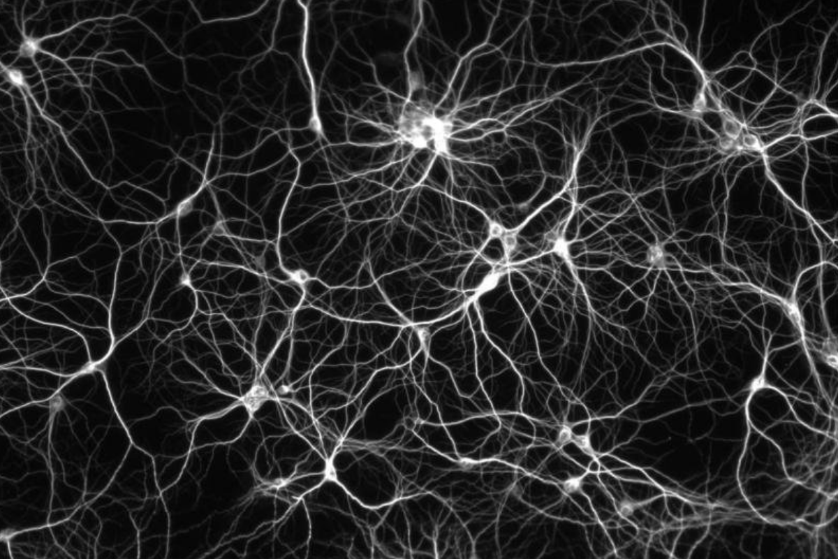 neurones