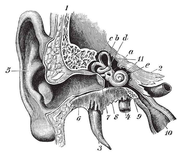 Anatomie oreille © Wikipedia