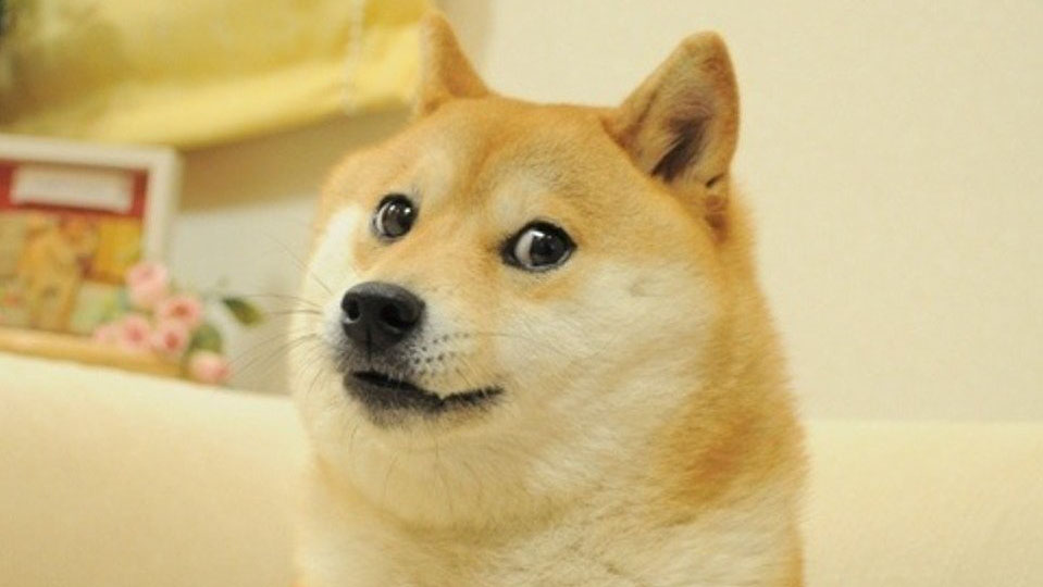 Doge, le meme original ayant donné son nom et son logo au Dogecoin