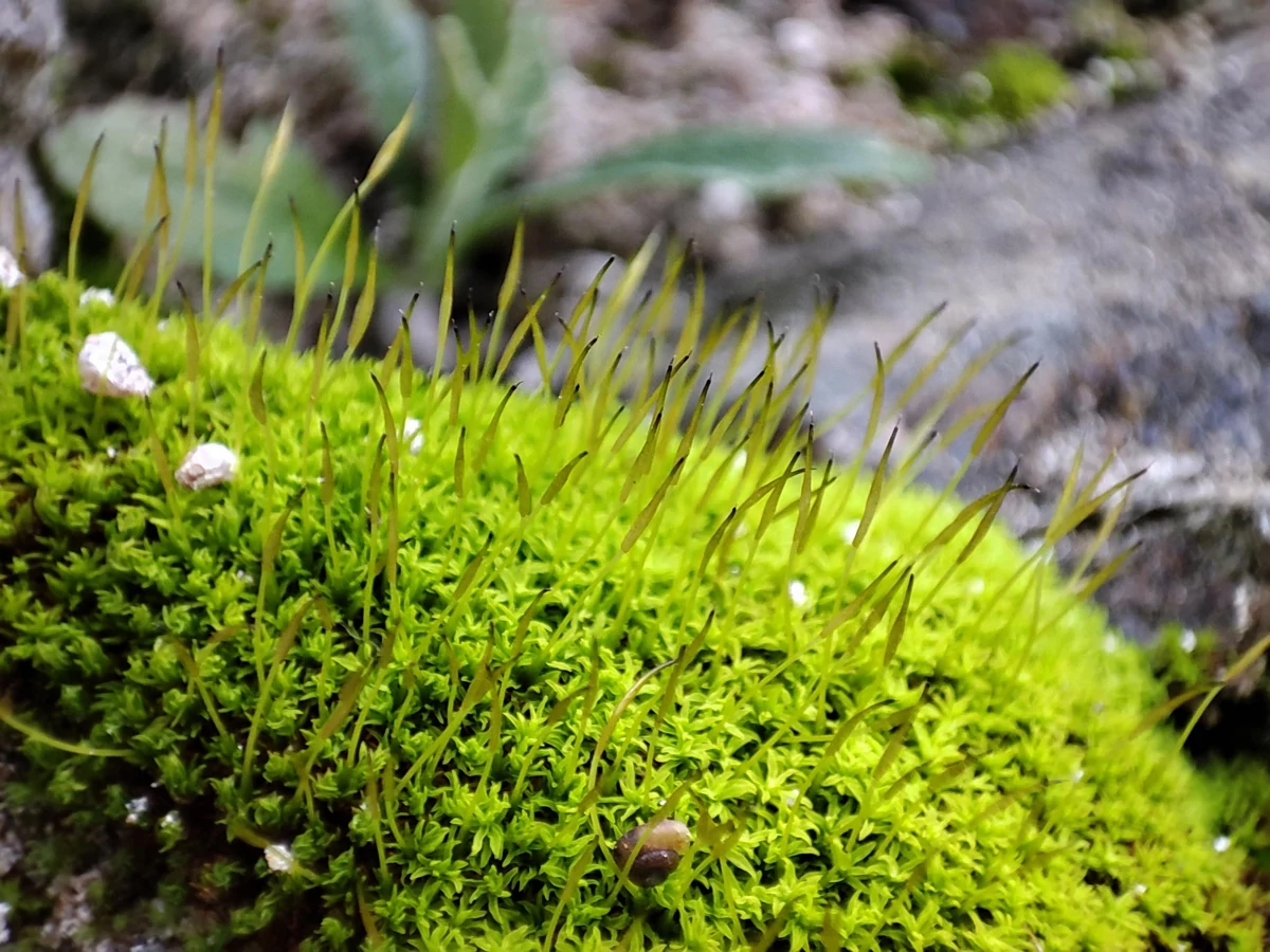 Xiaomi Mi 11 test © © Pierre Crochart pour Clubic