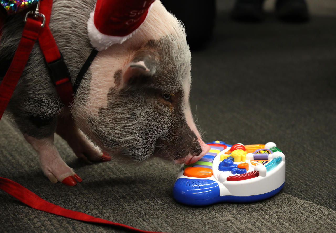 Des chercheurs montrent que les cochons jouent plutôt bien aux jeux vidéo