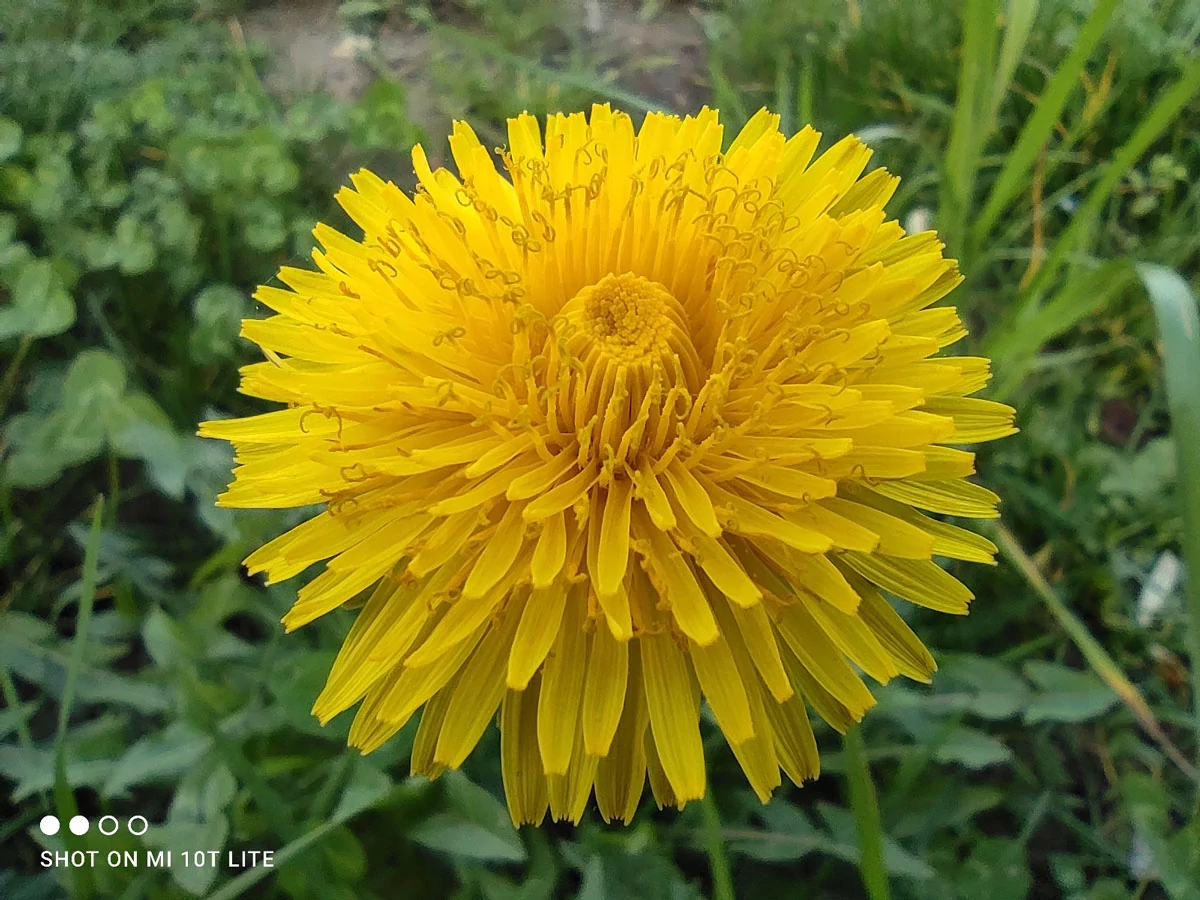 photo macro mi 10t lite