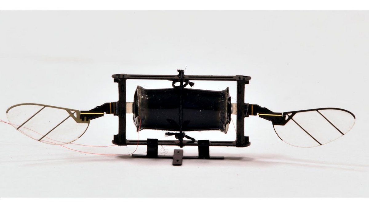 MIT Drone insecte © MIT