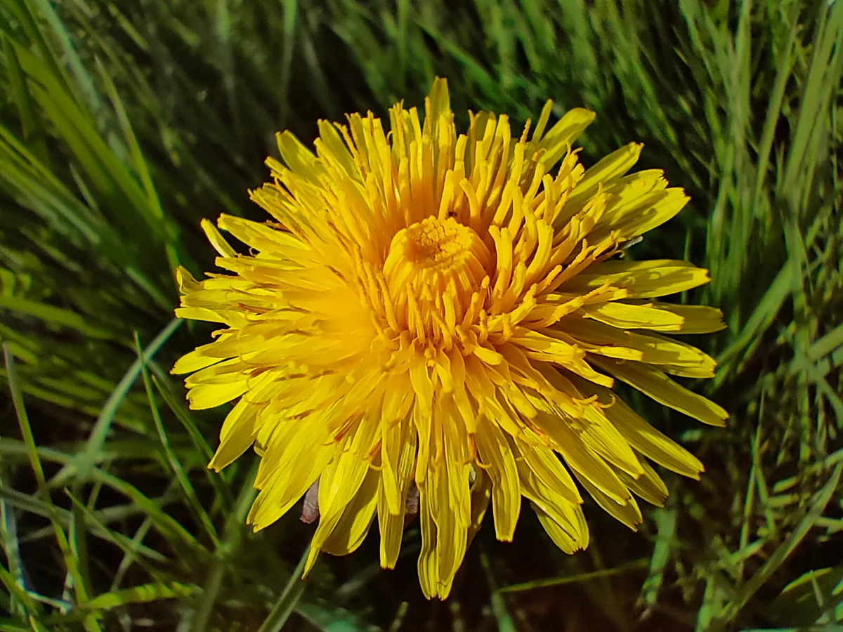 macro realme 8 pro