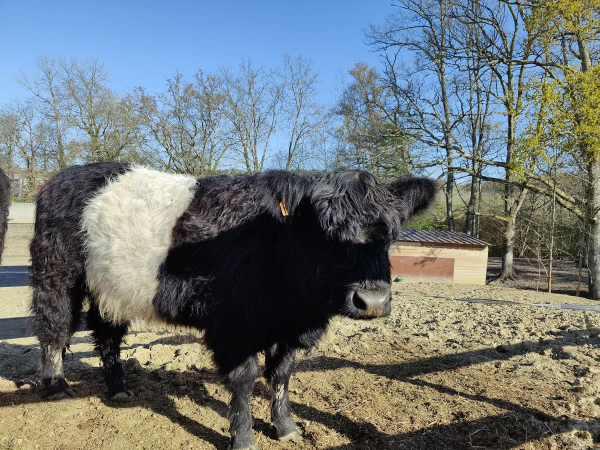 photo oneplus 9