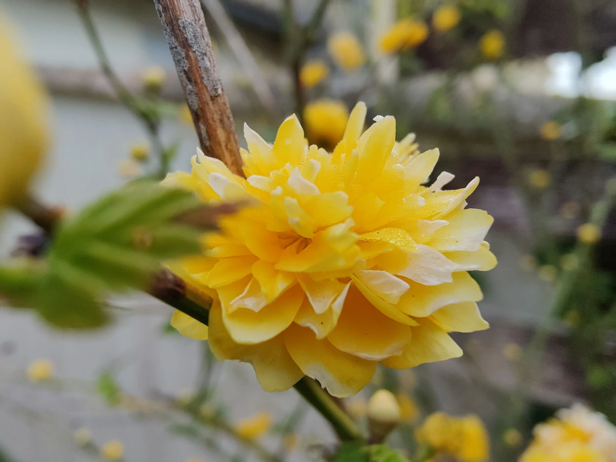 macro oneplus 9