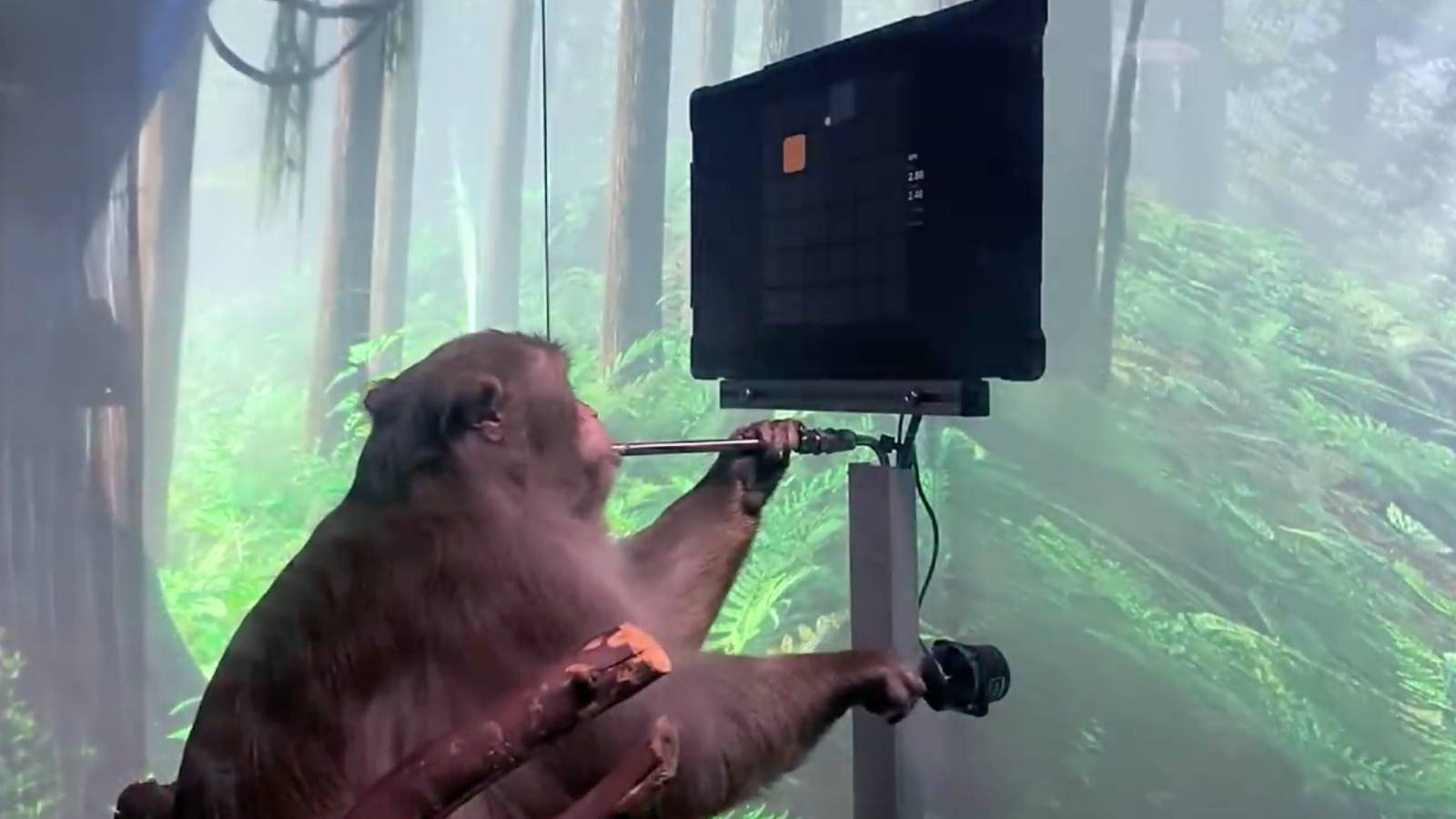 Un singe peut jouer à Pong par la pensée grâce à un Neuralink implanté dans son cerveau