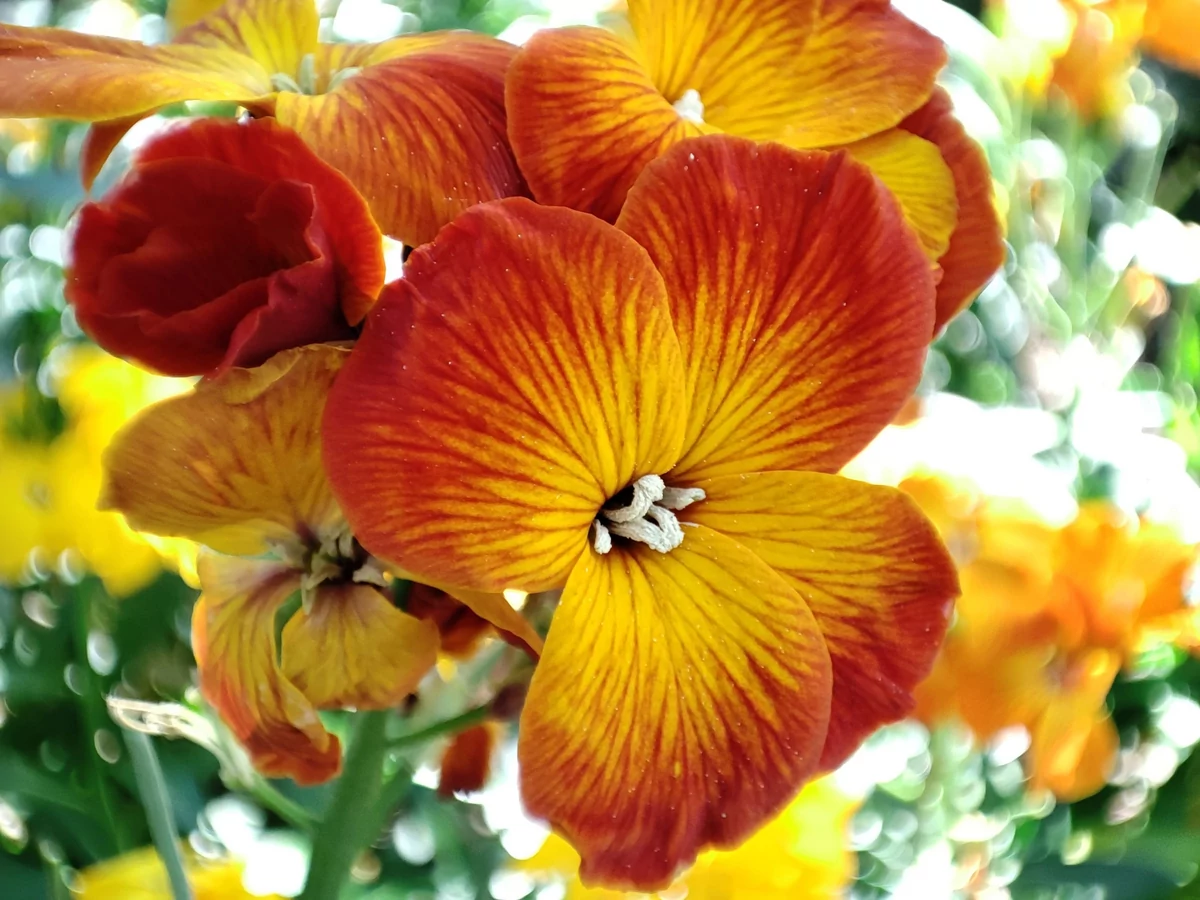 Xiaomi Mi 11 Lite 5G test © © Pierre Crochart pour Clubic