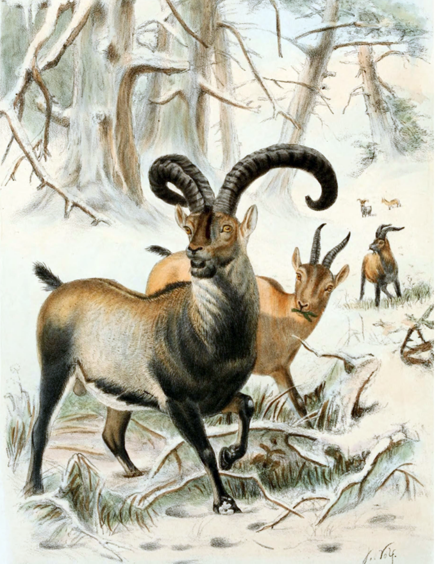 bouquetin des Pyrénées