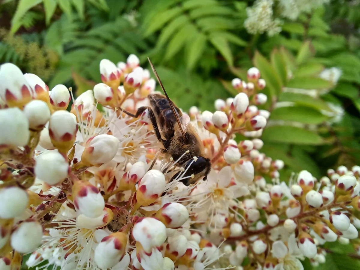 photo macro galaxy a32 5g