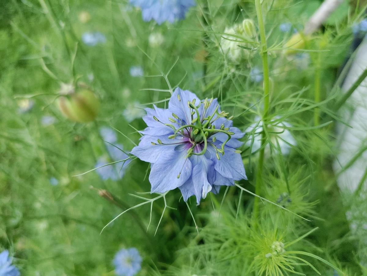 photo macro oneplus nord CE 5G
