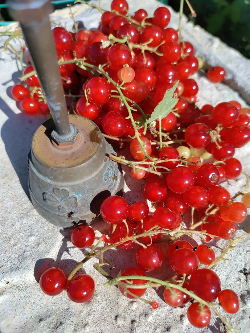 macro oneplus nord CE 5G
