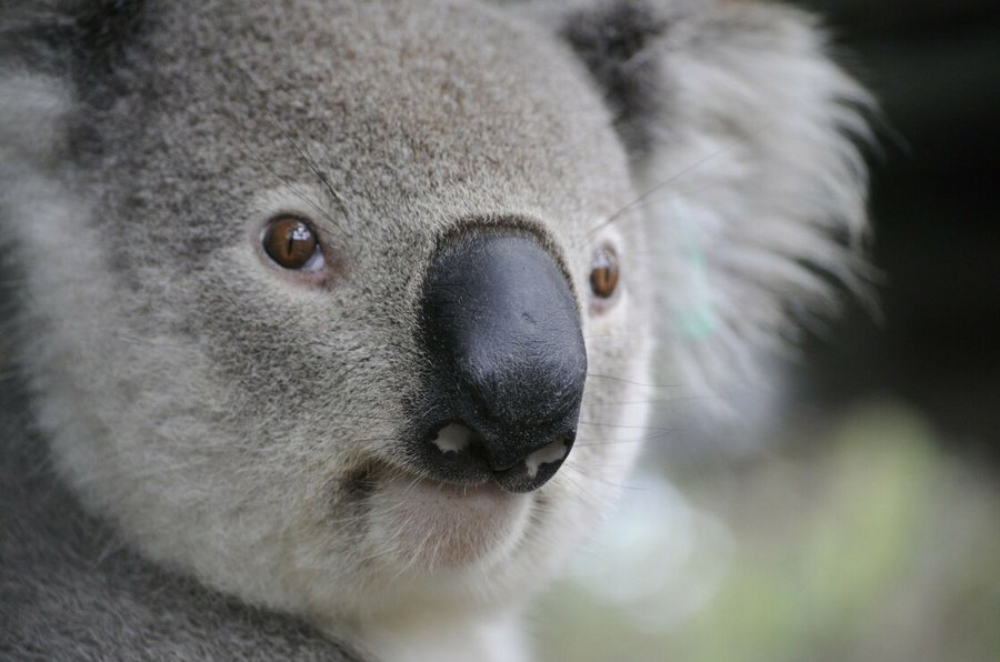 La reconnaissance faciale envisagée pour sauver les koalas de l'extinction