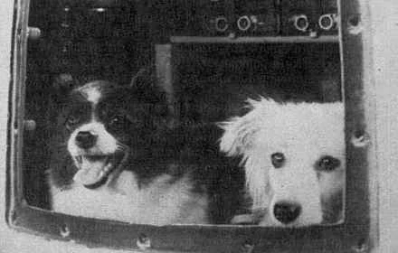 premiers chiens astronautes dezik et tsigane © URSS