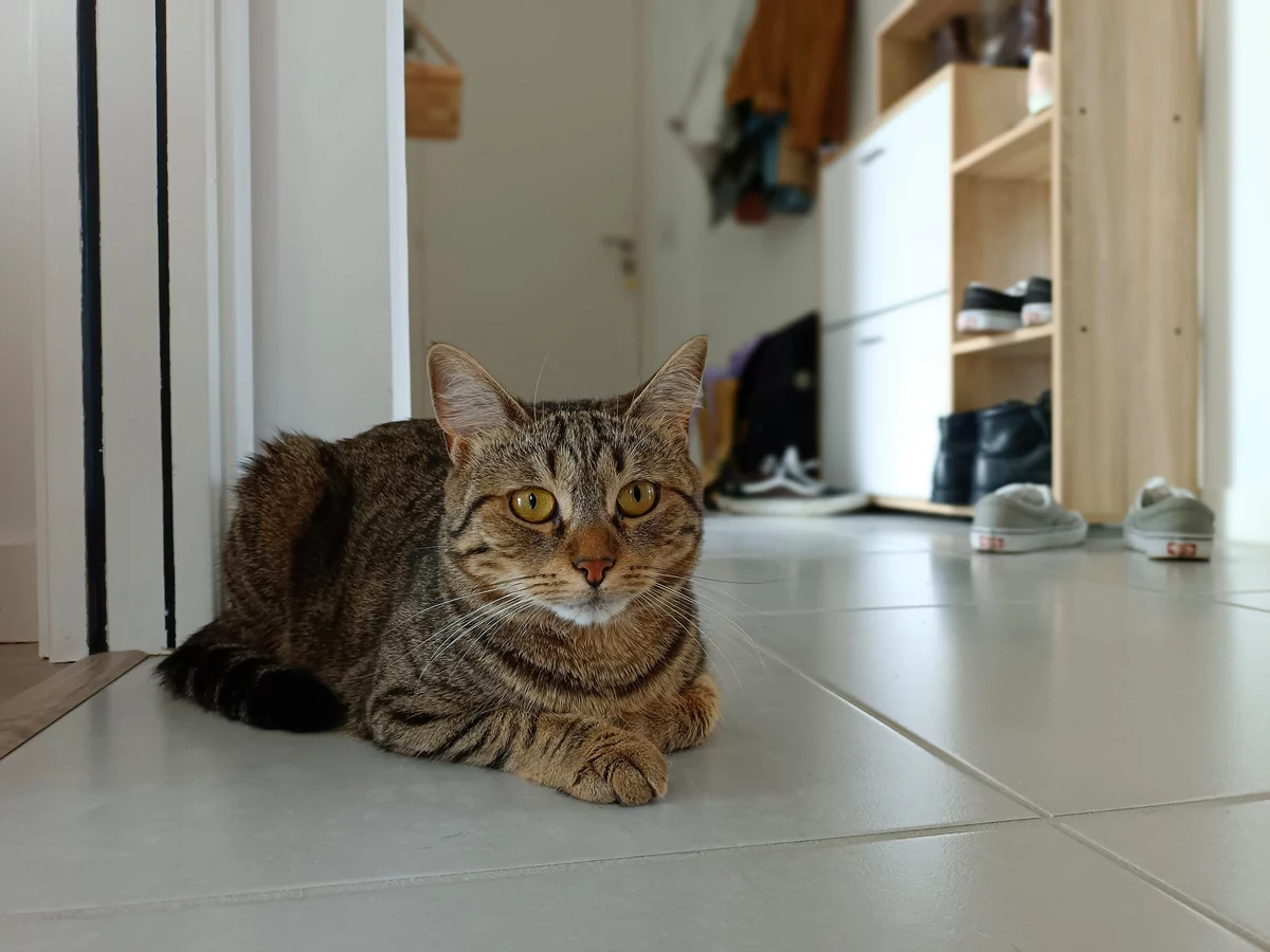 Vivo V21 5G test © © Pierre Crochart pour Clubic