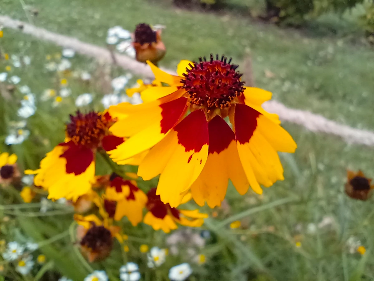 Vivo V21 5G test © © Pierre Crochart pour Clubic