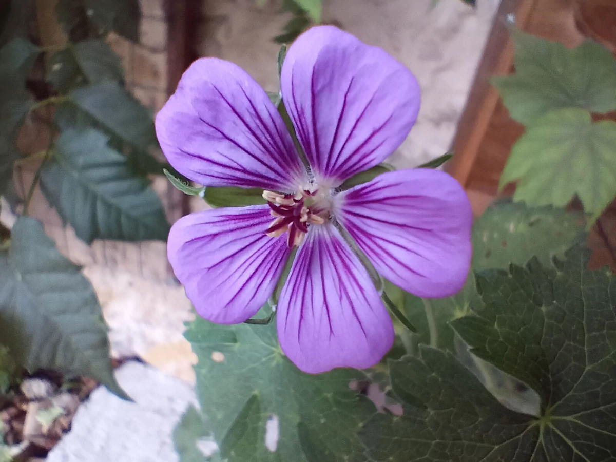 photo macro oppo a54