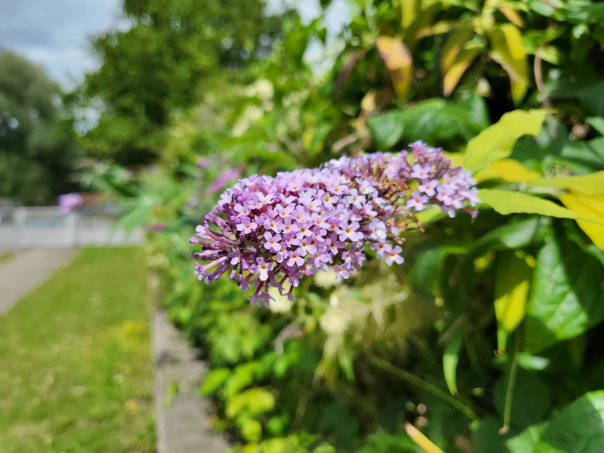 Samsung Galaxy Z Flip 3 test
