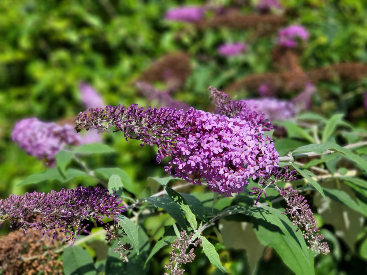 Samsung Galaxy Z Fold 3 test