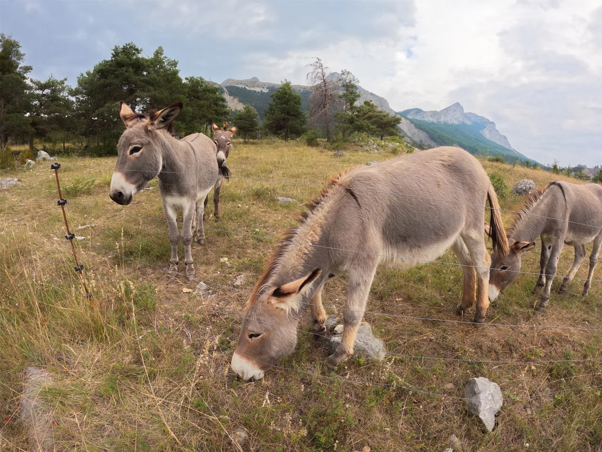 GoPro Hero 9 © David Nogueira