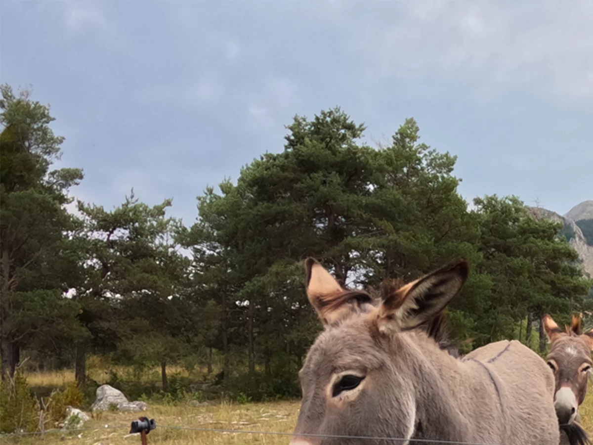 GoPro Hero 9 © David Nogueira