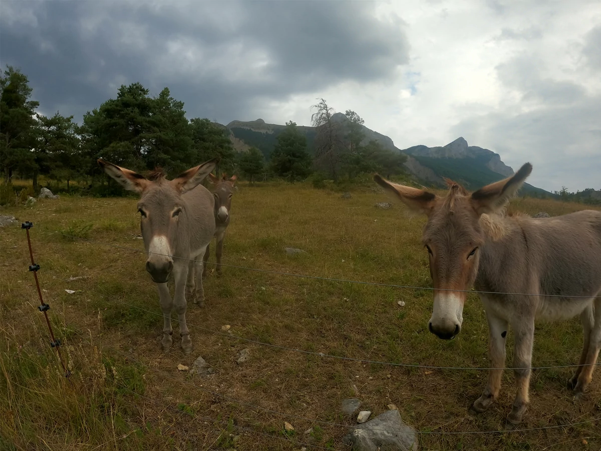 GoPro Hero 9 © David Nogueira