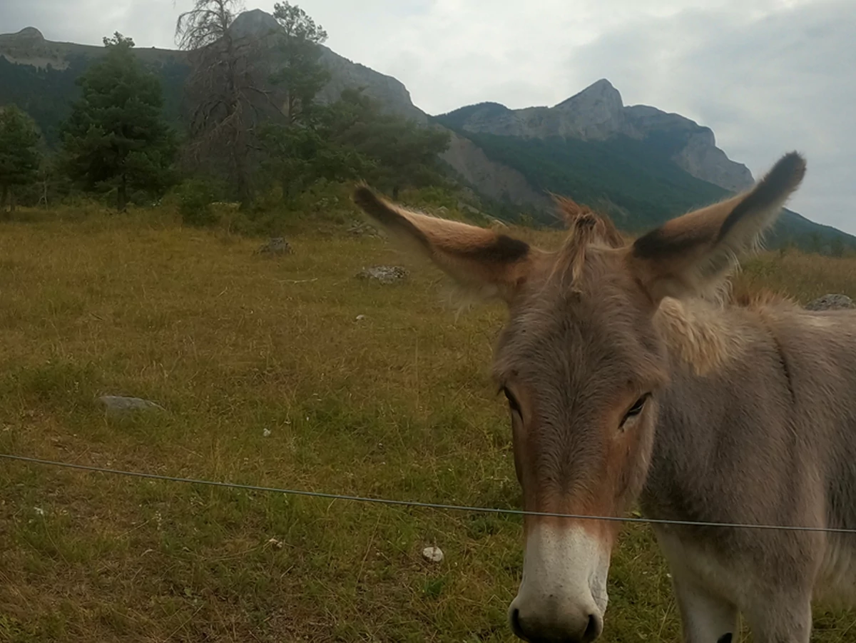 GoPro Hero 9 © David Nogueira