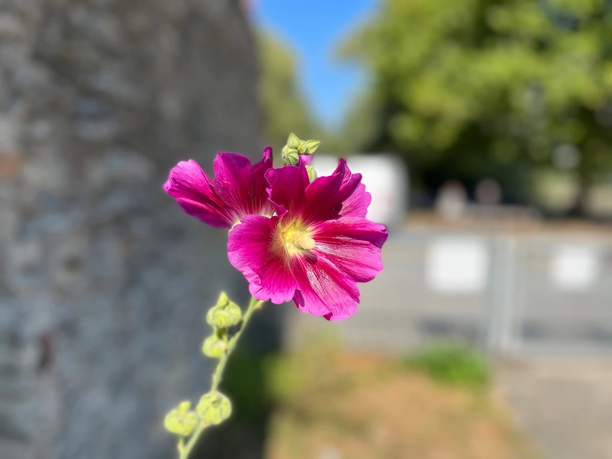 iPhone 13 & iPhone 13 mini test © © Pierre Crochart pour Clubic