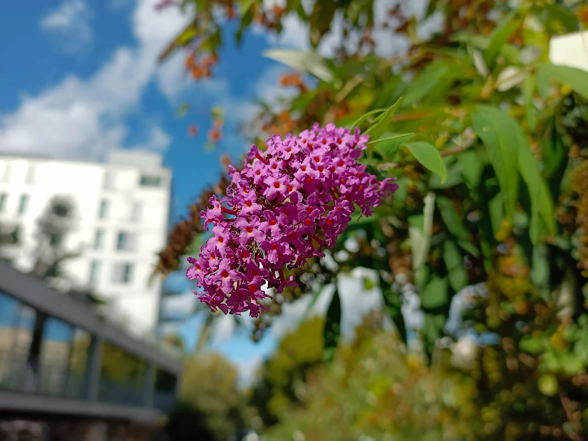vivo Y72 5G test