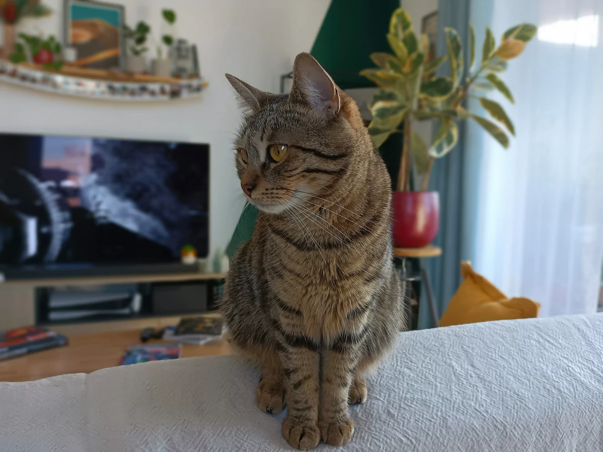 vivo Y72 5G test
